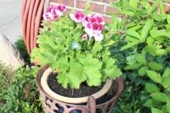 Brick-House-with-Plants-42