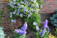Clematis-and-brick-house-1