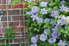 Clematis-and-brick-house-10