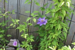 Clematis-and-brick-house-2