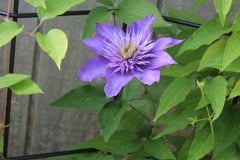 Clematis-and-brick-house-3