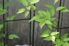 Clematis-and-brick-house-4