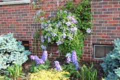 Clematis-and-brick-house-5