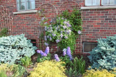 Clematis-and-brick-house-6