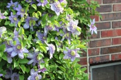 Clematis-and-brick-house-7