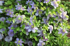Clematis-and-brick-house-8