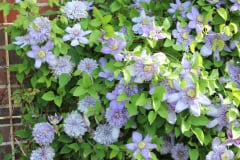 Clematis-and-brick-house-9
