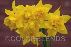 3038_DoubleCampernelle_7609