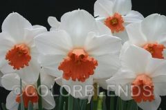 3525_CoolFlame_vdv1
