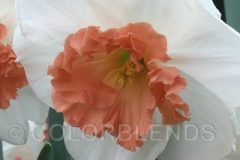 3580_Precocious_v4