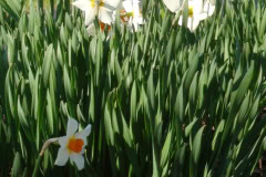 DSC00321