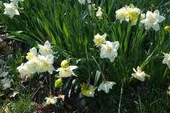 Daffodils-March-2023-1