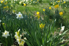 Daffodils-March-2023-10