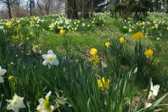 Daffodils-March-2023-11