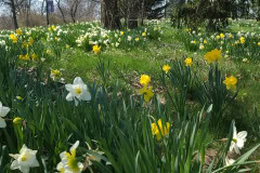 Daffodils-March-2023-11