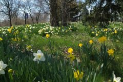 Daffodils-March-2023-12