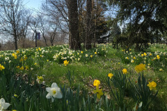 Daffodils-March-2023-13