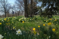 Daffodils-March-2023-13