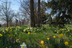 Daffodils-March-2023-14