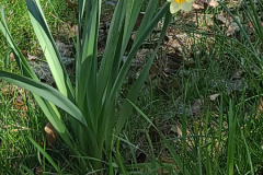 Daffodils-March-2023-15