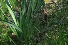 Daffodils-March-2023-16