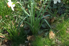 Daffodils-March-2023-17