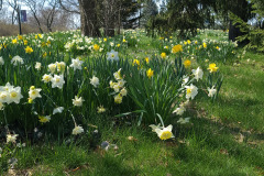 Daffodils-March-2023-18