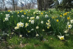 Daffodils-March-2023-19