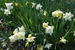 Daffodils-March-2023-2