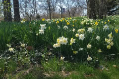 Daffodils-March-2023-20