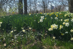 Daffodils-March-2023-21