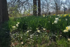 Daffodils-March-2023-22
