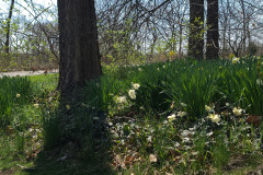 Daffodils-March-2023-23