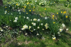 Daffodils-March-2023-24