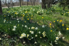 Daffodils-March-2023-25