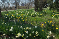 Daffodils-March-2023-26