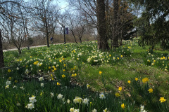 Daffodils-March-2023-27