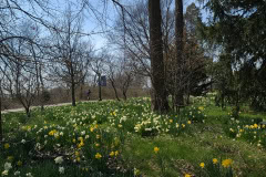 Daffodils-March-2023-28