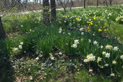 Daffodils-March-2023-29
