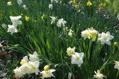 Daffodils-March-2023-3