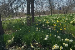 Daffodils-March-2023-30