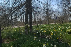 Daffodils-March-2023-31