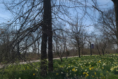 Daffodils-March-2023-32