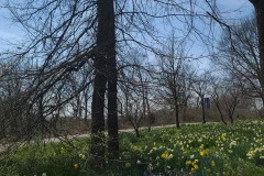 Daffodils-March-2023-32