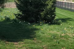 Daffodils-March-2023-33