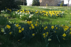 Daffodils-March-2023-38