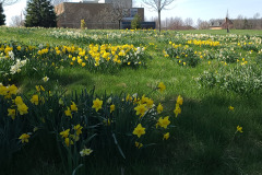 Daffodils-March-2023-39