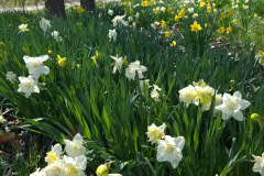 Daffodils-March-2023-4