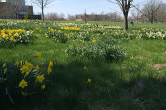 Daffodils-March-2023-40