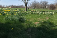 Daffodils-March-2023-41